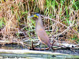 Bare Throated Tiger Heron